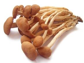Extract de Cilindracea Agrocybe