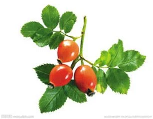fresh rosehip