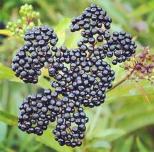 Extract de Elderberry negru