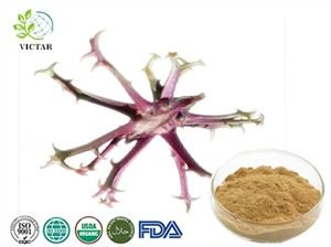 Devil's Claw Extract