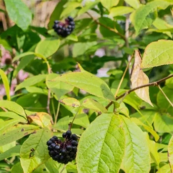 Adaptogen tipic bine-cunoscut