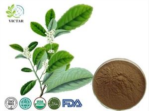Extract de Yerba Mate